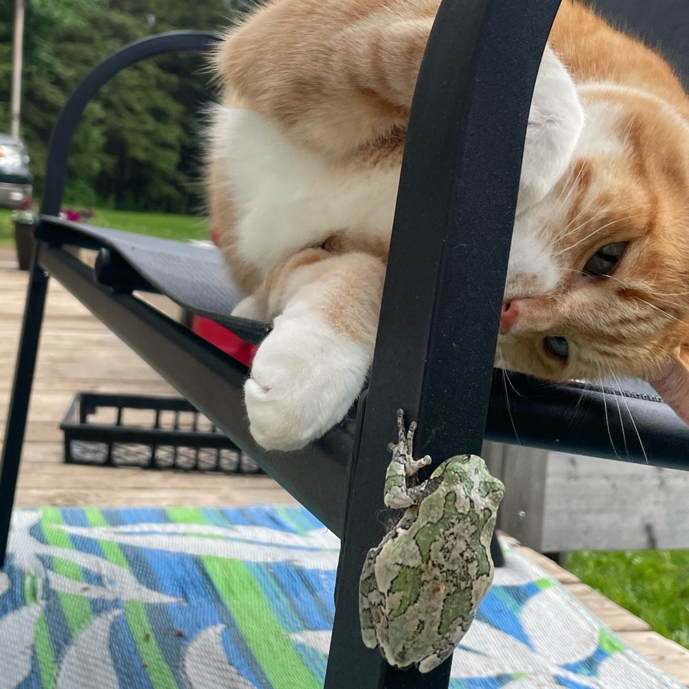 🐈 Pet Friendly Home